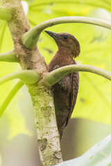 Micropternus brachyurus