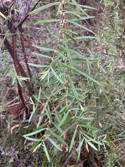 Pimelea axiflora
