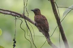 Micropternus brachyurus