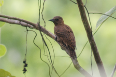 Micropternus brachyurus