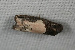 Epiblema dorsisuffusana