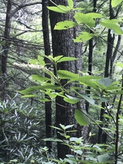 Clethra acuminata