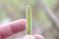 Malaxideae
