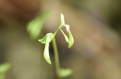 Triphora trianthophoros trianthophoros