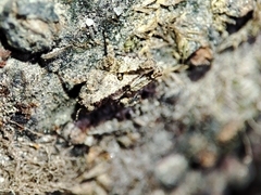 Tetrix nodulosa