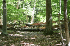 Triphora trianthophoros trianthophoros