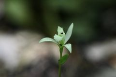 Triphora trianthophoros trianthophoros