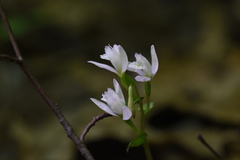 Triphora trianthophoros trianthophoros