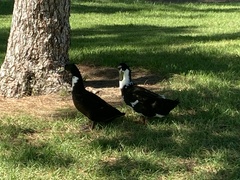 Anas platyrhynchos domesticus