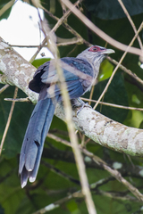 Phaenicophaeus tristis