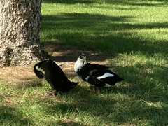 Anas platyrhynchos domesticus