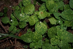 Puccinia circaeae