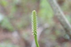 Malaxideae