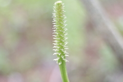 Malaxideae