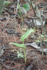 Malaxideae
