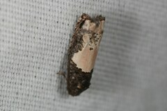 Epiblema dorsisuffusana