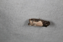 Epiblema dorsisuffusana