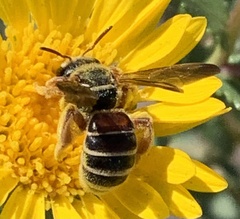 Dieunomia nevadensis bakeri