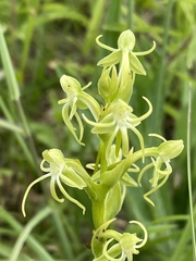 Habenaria filifera