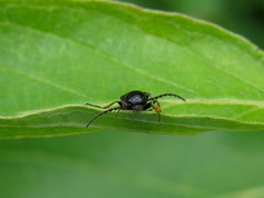 Oestodes tenuicollis