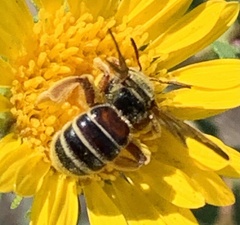 Dieunomia nevadensis bakeri