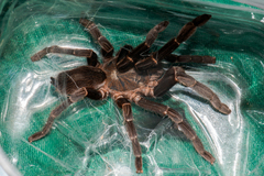 Chilobrachys stridulans