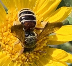 Dieunomia nevadensis bakeri