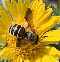 Dieunomia nevadensis bakeri