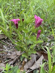 Spigelia scabrella