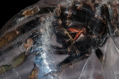 Chilobrachys stridulans