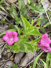 Spigelia scabrella