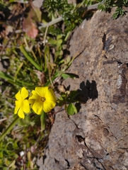 Oxalis
