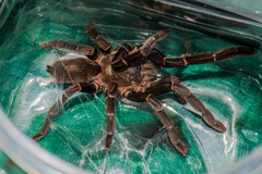 Chilobrachys stridulans