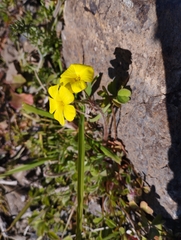 Oxalis