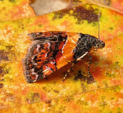Tripudia flavofasciata