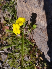 Oxalis