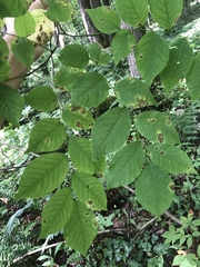 Cladrastis kentukea