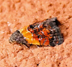 Tripudia flavofasciata