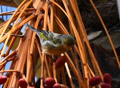 Serinus canaria canaria