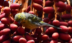 Serinus canaria canaria
