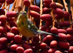 Serinus canaria canaria