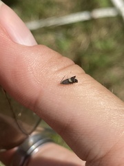 Grapholita interstinctana