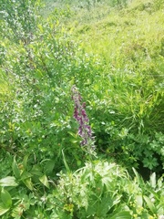 Aconitum septentrionale