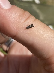 Grapholita interstinctana