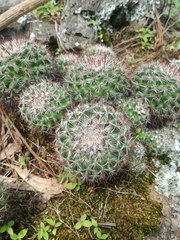 Mammillaria jaliscana jaliscana