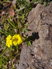 Oxalis
