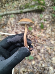 Austroboletus gracilis