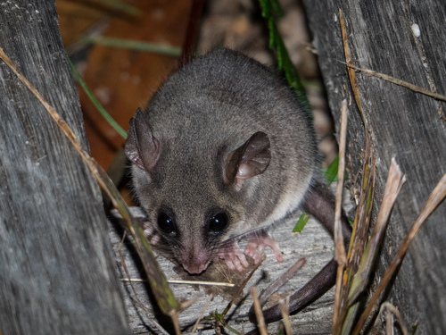 Eastern Pygmy Possum