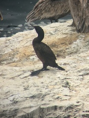 Urile penicillatus