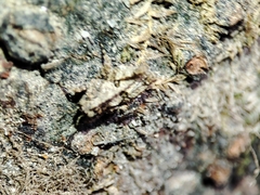 Tetrix nodulosa